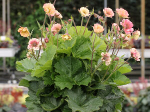 pretticoats peach_geum x hybrida