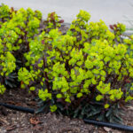 purpurea euphorbia amygdaloides