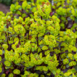 purpurea euphorbia amygdaloides