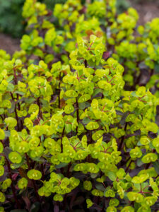 purpurea euphorbia amygdaloides