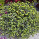 purpurea euphorbia amygdaloides