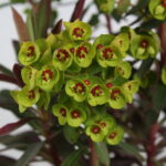 purpurea euphorbia amygdaloides