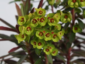 purpurea euphorbia amygdaloides