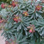 purpurea euphorbia amygdaloides
