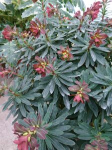 purpurea euphorbia amygdaloides