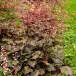 Heuchera Rachel