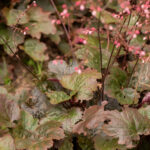 Heuchera Rachel