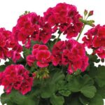 pelargonia