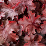 rex-fire_heuchera_76033_2