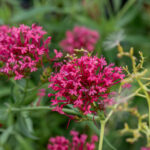 rosenrot centranthus ruber var coccineus