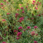 rosenrot centranthus ruber var coccineus