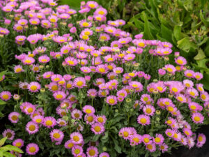 sea breeze erigeron glaucus