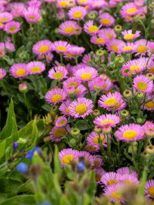 sea breeze erigeron glaucus