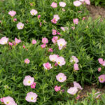 Wiesiołek siskiyou pink