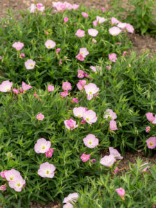 Wiesiołek siskiyou pink