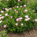 Wiesiołek siskiyou pink