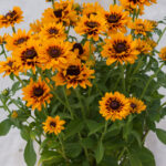 Rudbekia SmielyZ Giggling