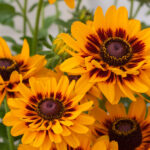 Rudbekia SmileyZ Giggling