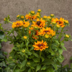 Rudbekia zmileyz giggling