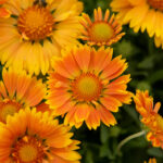 Gaillardia Spintop mango