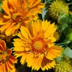 Gaillardia Spintop mango