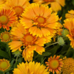 Gaillardia Spintop mango