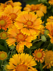 Gaillardia Spintop mango