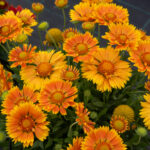 Gaillardia Spintop mango