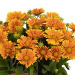 Gaillardia Spintop mango