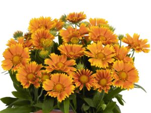 Gaillardia Spintop mango