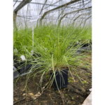 sporobolus