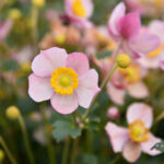 Zawilec Summer Breeze Baby Pink