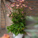 Zawilec Summer Breeze Baby Pink