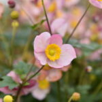Zawilec Summer Breeze Baby Pink