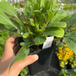 sunbeckia carolina