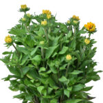 sunbeckia Carolina