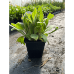 sunbeckia mia (1)