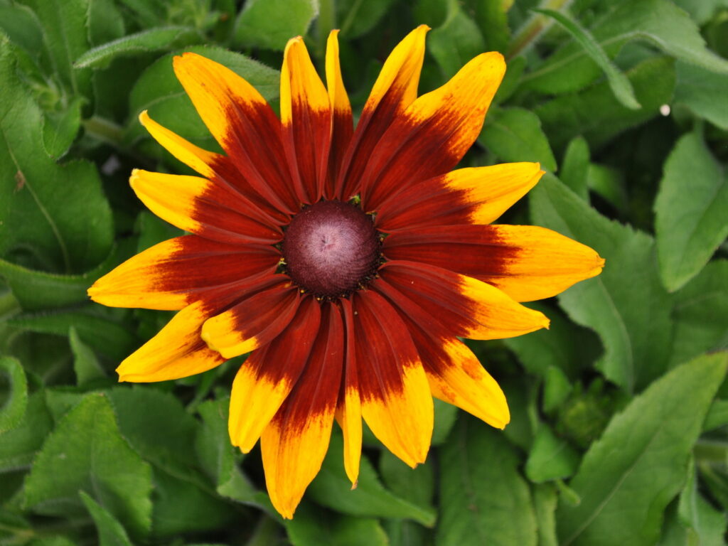 Rudbekia Sunbeckia Mia sadzonka P9 bordowo-żółta od 25.05.2026