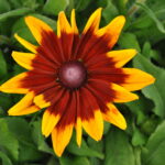 Sunbeckia mia