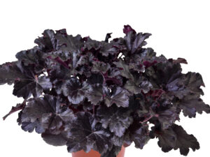 żurawka timeless night