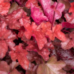 world-caff-vienna_heuchera_76029_2