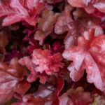 Heuchera World Caffe Vienna