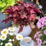 Heuchera World Caffe Vienna