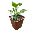 geranium lemon