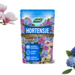 nawożenie hortensji
