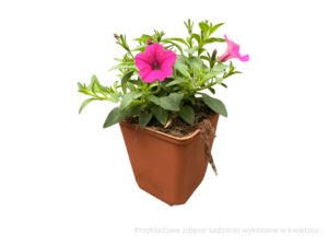 mini vista hot pink sadzonka