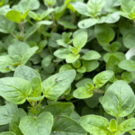 oregano