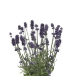 aromatico blue