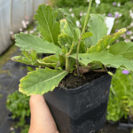 venosa lilac (1)
