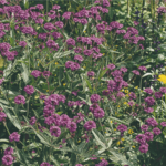 venosa lilac